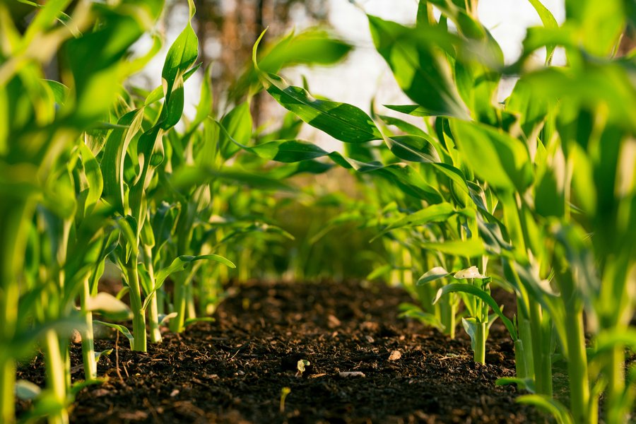 Close-up of young corn plants in soil