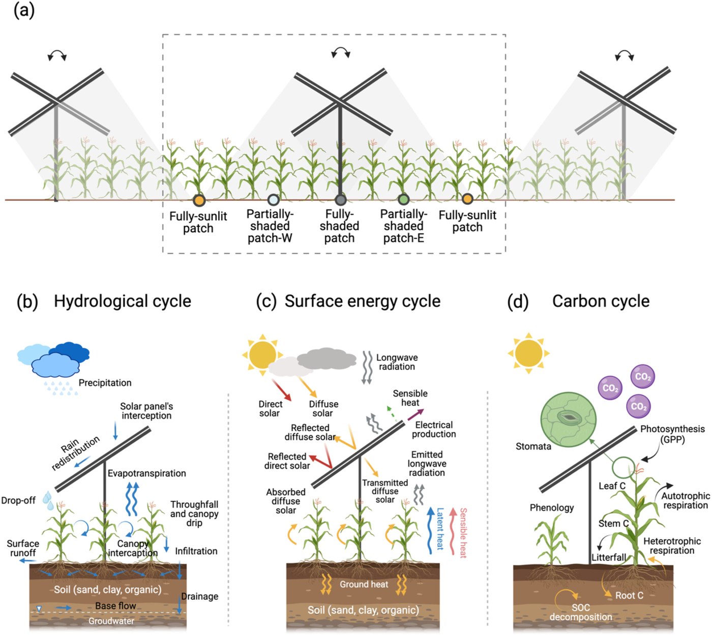 Highlight figure for Assessing the impact of agrivoltaics on water, energy, and carbon cycles using the Community Land Model version 5